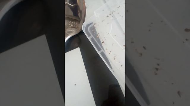 НОВАЯ КЛАДКА! УЛИТКА РОДИЛА!??