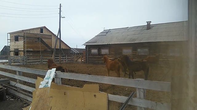 Жеребята веселятся. смотреть онлайн