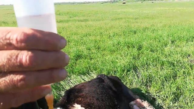 Лечение после родового пореза коровы в полевых условиях. смотреть онлайн
