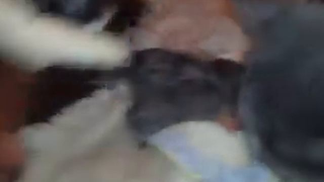 РОДЫ У БРИТАНСКИХ КОШЕК смотреть онлайн