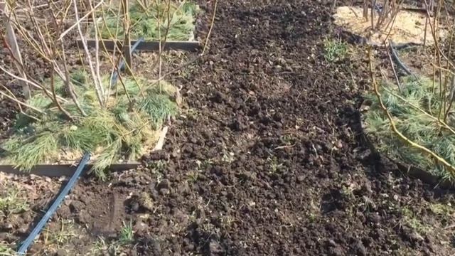 Между рядами ГОЛУБИКИ сеем КЛЕВЕР!!! смотреть онлайн