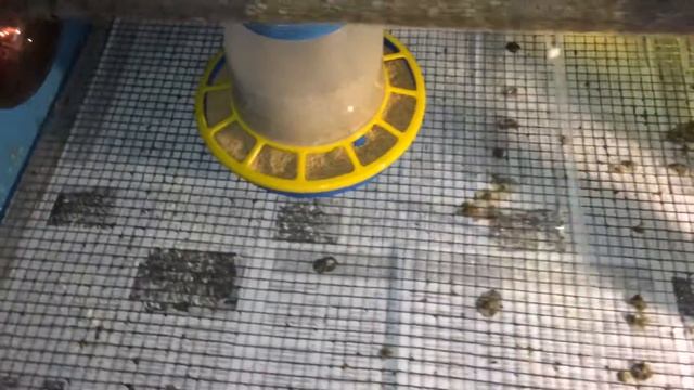 3Чем кормить бройлеров. "ЭЛИТ КОРМ " или "PURINA".Часть 3. смотреть онлайн