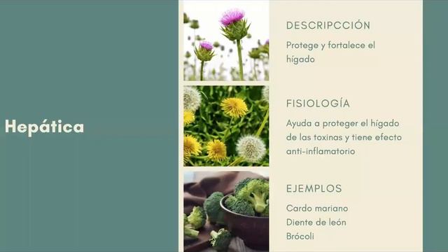6. MODO DE ACCION BOTÁNICOS (SEGUNDA PARTE) смотреть онлайн