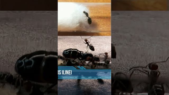 Ты 100% не знал этих муравьёв! #shorts #муравьинаяферма #муравьи #обзор #natureTB