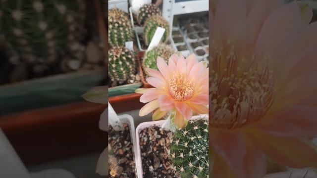 опыление лобивий смотреть онлайн