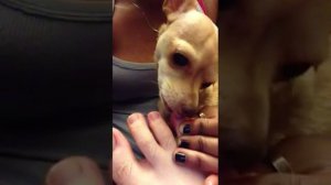 pedicure by Miso the Chihuahua