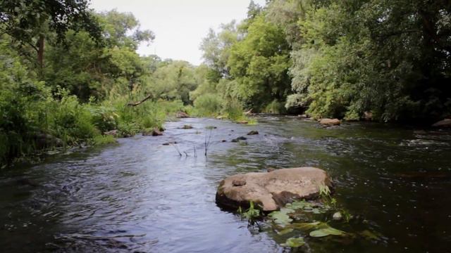 Плотва в р. Рось, с. Хохитва, Украина. смотреть онлайн