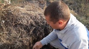 Результат компостирования с Триходермином.