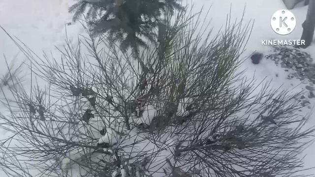 В Крымском парке запорошило и заснежило. смотреть онлайн