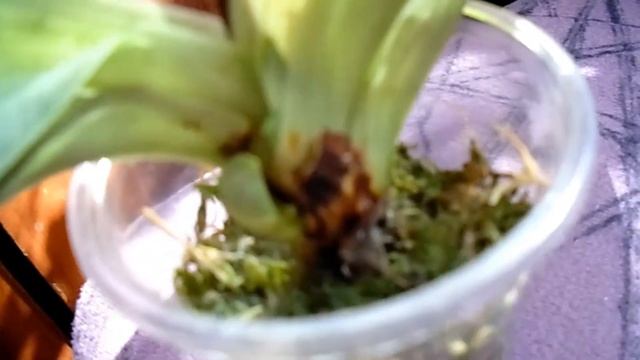 Орхидея Paphiopedilum Maudiae (Венерин башмачек) новые росты_Часть 1 смотреть онлайн