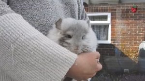 ДОМАШНИЕ ПИТОМЦЫ для детей | Как выбрать питомца?