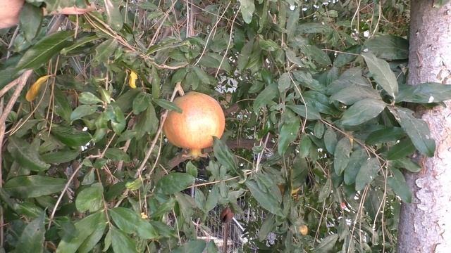 Трутовики под лавровым деревом/ Грибы в огороде/ Mushrooms in the garden смотреть онлайн