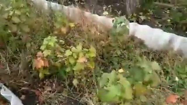 Древестная зола!|Подготовка кустов смородины к зиме|Сделай так и будешь с ягодой всё лето!!! смотреть онлайн