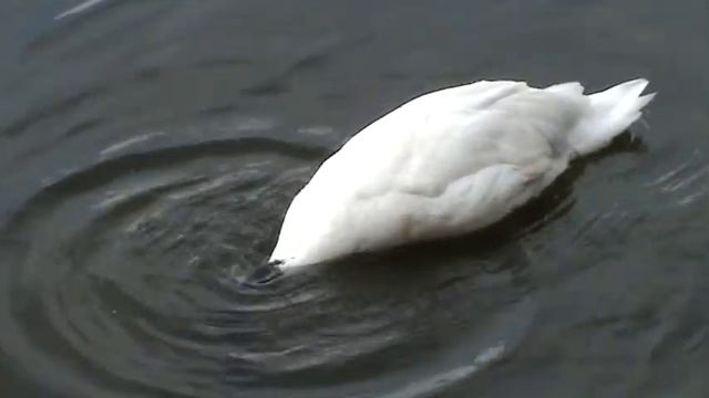 Лебеди из Южной Америки в Парке Горького смотреть онлайн