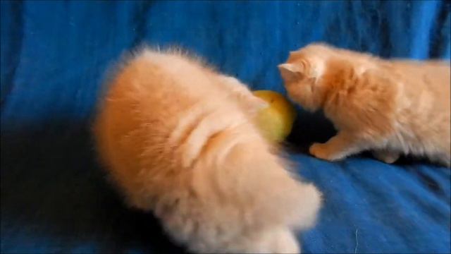 Экзотические короткошерстные котята смотреть онлайн
