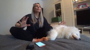 Самоед ПЛЮСЫ, почему стоит завести самоедскую собаку