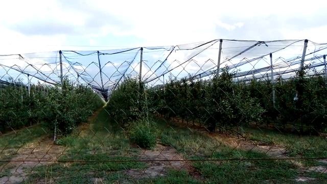 Сад под навесом смотреть онлайн