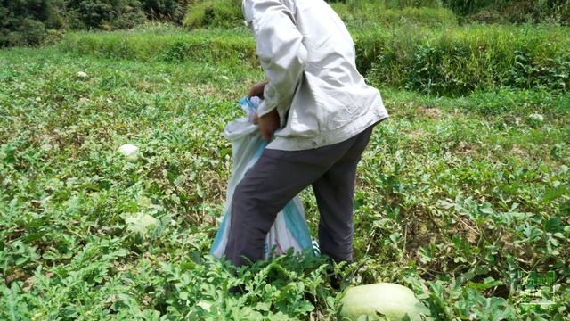 舅公的西瓜成熟了，媳婦看到大西瓜，忍不住的想吃 | Watermelon ripening, see the big watermelon want to eat смотреть онлайн