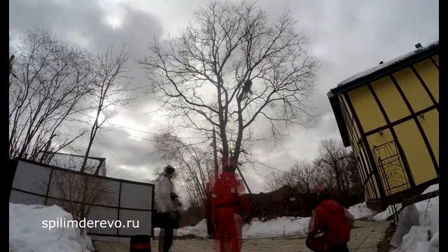 Таймлапсы обрезка дуба