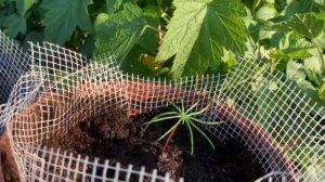 САЖАЕМ КЕДР / КЕДРОВЫЕ САЖЕНЦЫ/SIBERIAN CEDAR /ПЕРЕСАДКА КЕДРЯТ МЕТОДОМ ПЕРЕВАЛКИ / КЕДР СИБИРСКИЙ