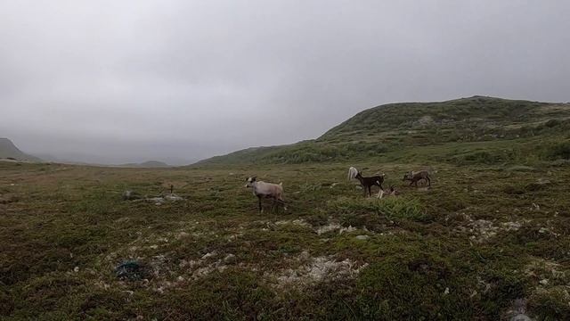 КАК ЖИВУТ ОЛЕНЕВОДЫ НА КРАЙНЕМ СЕВЕРЕ смотреть онлайн