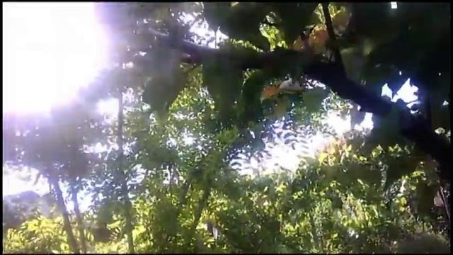 Органическое земледелие. Дегтярное мыло против тли. Холодный и дождливый май 2020 смотреть онлайн