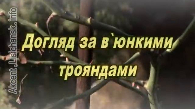 Сам себе агроном - Догляд за трояндами навесні смотреть онлайн