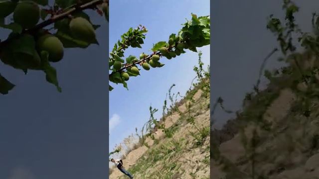 Rubista o'rigi apreldagi holat. Абрикос рубиста. Узбекистан смотреть онлайн