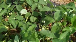 Клубника сорт «Зенга-зенгана»