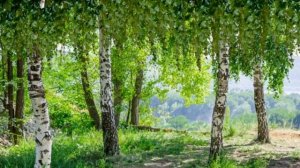 "Моя Россия"_Shaman (Ярослав Дронов) _ 
Автор видео: Галина Светикова@user-zp5mc9cn6h