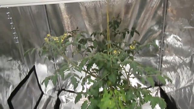 Тест выращивания томата в гроубоксах под различными светильниками (ECOLED vs ECOLED-BIO vs ДНАЗ 400 смотреть онлайн