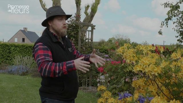 Les incontournables du jardin : le Rhododendron luteum ou Azalée de Chine смотреть онлайн