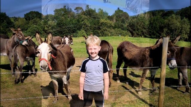 За грибами/Лошади/Ослики/BBQ/Солнечное утро/Сады/Clissmann Horse Caravans/Графство Уиклоу/Ирландия смотреть онлайн