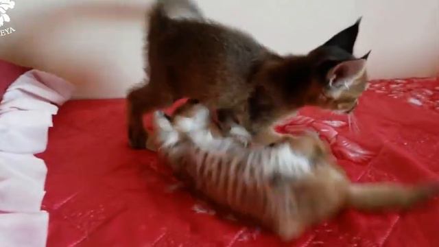 video3 смотреть онлайн