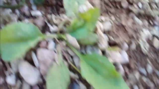 Немного окуней,немного спиннинга.Рыбалка на спиннинг,река Белая смотреть онлайн