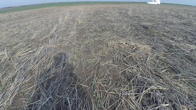 Зимующий горох после зимы. Сорт Балтрап. смотреть онлайн
