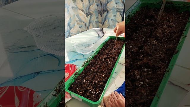 Сею газанию только так!Проверенный способ. Взойдет 100%. #гацаная #газания #посевсемян #рассада смотреть онлайн