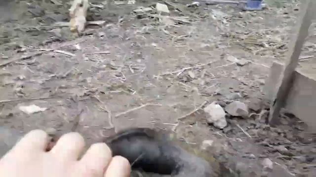 дикий кабан с домашней свиньей смотреть онлайн