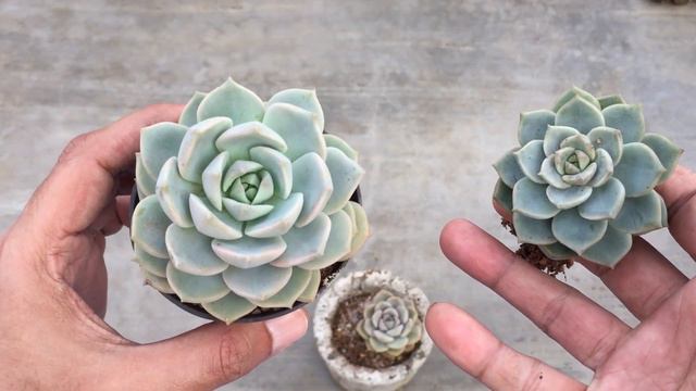 BE EXTREMELY CAREFUL IF YOU TITUBANS LOOKS LIKE THIS || SUCCULENT CARE TIPS смотреть онлайн