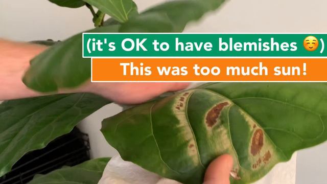 How To Clean Your Fiddle Leaf Fig Tree | Houseplant How-to 005
