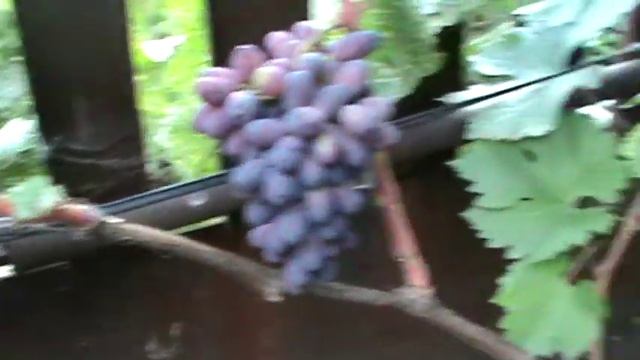 Про Виноград смотреть онлайн