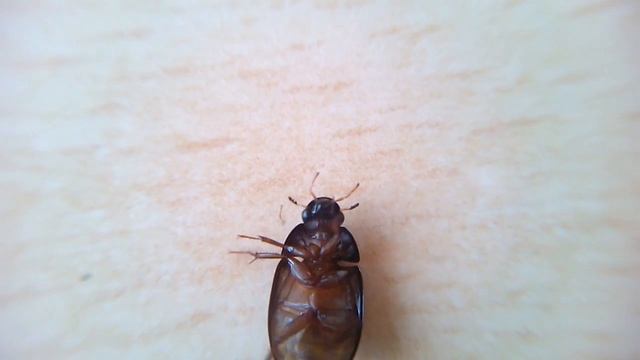 Жук на спине и не может встать на лапки смотреть онлайн