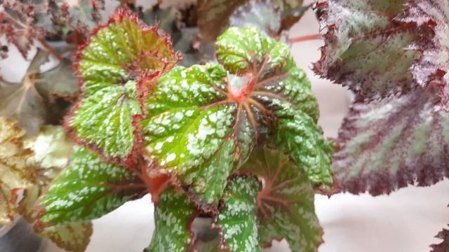 Бегонии из коллекции Голубевой Татьяны 10.02.22 смотреть онлайн