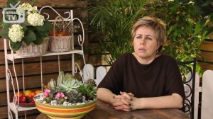 Самшит ✅ Кустарник для живой изгороди ✅ Посадка и уход