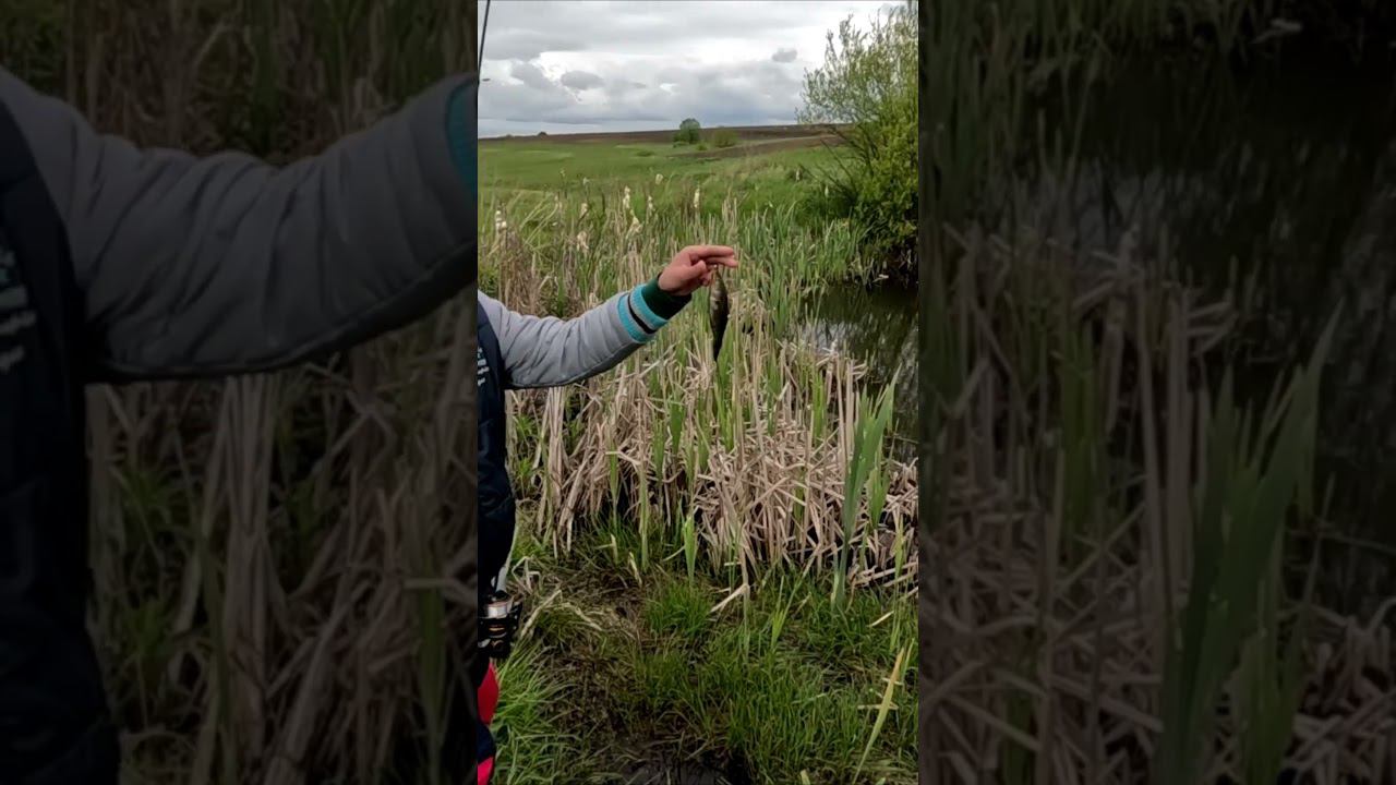 На мотоцикле за рыбой #рыбалка #viral #top #мотоцикл #fishing #motorcycle смотреть онлайн