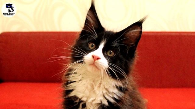 ✔ Породистые котята мейн-куны: в каком случае котята считаются породистыми, от чего зависит цена? смотреть онлайн