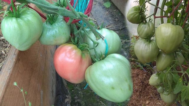 Томат БАТЯНЯ у меня в теплице в 2020 году (любимчик семьи) смотреть онлайн