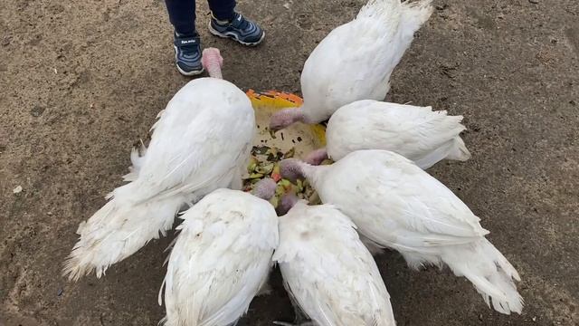 ИНДЮКИ ЕДЯТ ЯБЛОКИ! ИНДЮКИ БИГ 6 2 МЕСЯЦА! ВЫРАЩИВАЕМ ИНДЮКОВ! ДЕРЕВНЯ ГЛАЗАМИ ГОРОДСКОГО! смотреть онлайн