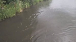 Рыбалка с рогаткой. Белый амур (Fishing with a slingshot)