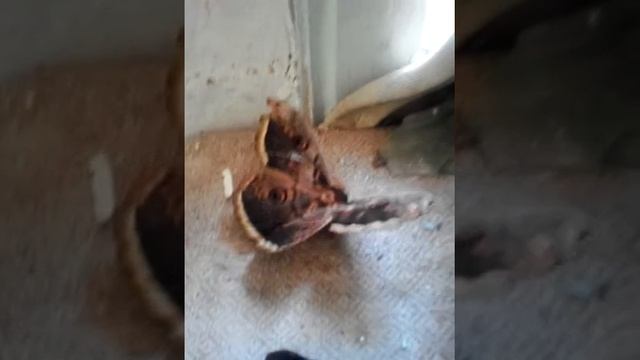 Бабочка большой ночной павлиний глаз смотреть онлайн